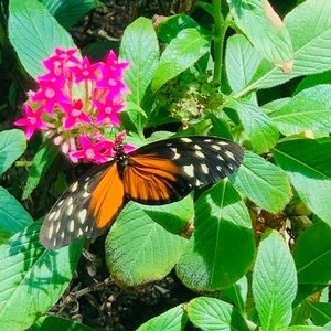 Meet your Posher, Iris